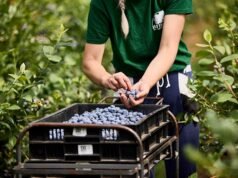 未採摘的藍莓:對腸道、大腦和心臟健康產生重大影響的超級小水果