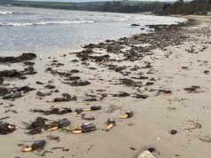 海灘被奇怪的單足生物入侵,它們看起來像外星物體