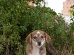 美國掀起抵制世界盃的呼聲,300萬隻狗在賽前面臨“屠殺”