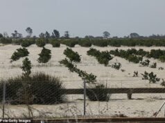 英國超市貨架正面臨短缺,暴風雨的冬季摧毀了草莓、胡椒和酪梨作物