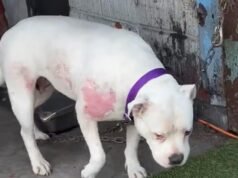 加州貧民區數百隻狗挨餓並被下藥,官員卻保持沉默,這令人震驚