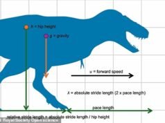 霸王龍踮起腳尖奔跑!腳部著地分析揭示了恐龍之王非凡的奔跑能力