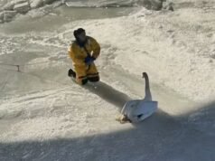 天鵝克蘭西在康涅狄格州被困在冰凍的河流中數天后獲救