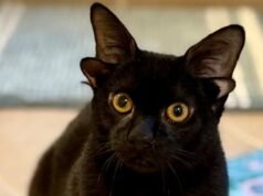 這隻四耳貓正在等待收養,申請正在蜂擁而至