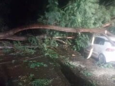 在格蘭德角,一名居民擔心一根樹枝撞到一輛汽車後,一棵樹會倒下