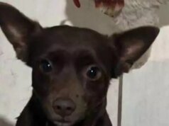 家人在格蘭德角尋找失踪六個月的狗