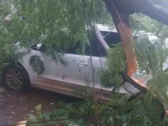 大坎普的樹木倒塌並損壞了汽車。無保險居民