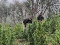 奧裡薩邦科拉普特地區查獲價值 225 克拉的哈希油