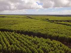 合作增加治療多發性硬化症的尤加利產量