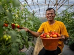 金蝸牛糞和羊尿的創新抑制了茂物的 PTI 活性