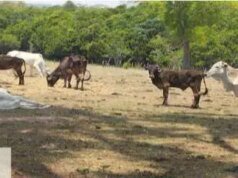 KM 農民因虐待牛隻被罰款 524,000 雷亞爾