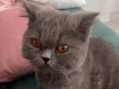 波斯貓在大坎普失蹤:家人尋找博尼