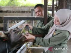 農業部加強齋月前動物疫病防控