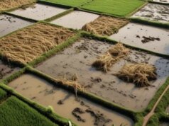 政府預算 3,360 億印尼盾用於恢復蘇門答臘島被洪水淹沒的稻田