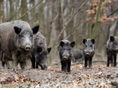 加泰羅尼亞採集野豬肉的公司開始無限期罷工