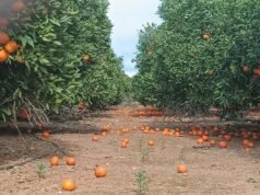 風災導致瓦倫蒂安油田損失達3,000萬美元