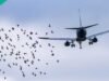 尼日利亞航空公司報告 24 小時內發生第二次鳥擊事件,其中 2016 年發生 4 起