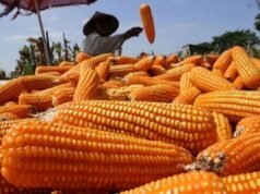 農業部加強發展食用玉米產業供應