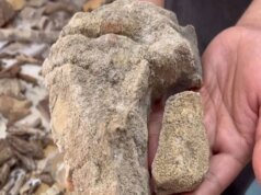 印度新聞| Simlipal 國家公園鑑定出 148 種具有潛在抗癌特性的地衣物種。奧里薩邦有史以來最高的