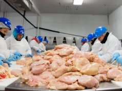 川普政府希望加快生豬和雞肉的屠宰速度