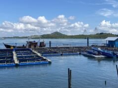 BPBL Batam 的目標是到 2026 年底收穫 1 噸出口優質蝦子。