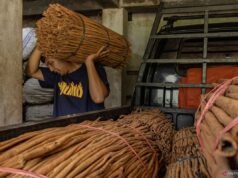 自營農民要求政府關注肉桂售價