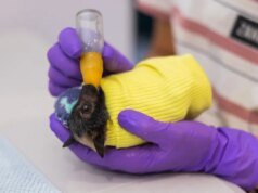 照片:昆士蘭州澳大利亞蝙蝠醫院的小狐蝠