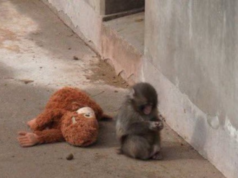 為什麼有些靈長類動物會拒絕它們的孩子? – 哥倫比亞公共地鐵