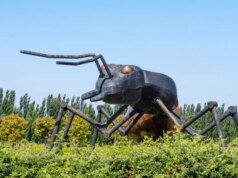 為什麼是時候停止將螞蟻擬人化了