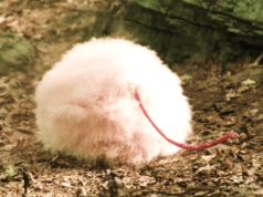 一部R級科幻喜劇,完美、臃腫的外星人入侵