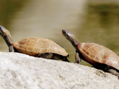 中央邦巴特那-印多爾快車救出了 300 多隻瀕臨滅絕的海龜