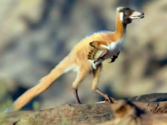 巴塔哥尼亞發現微型恐龍 Alnachettri Cerropolisiensis