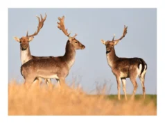 最常見的鹿角異常:一種被誤解的疾病?