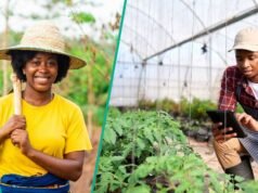 PIND 農業服務績效補助金開放申請可取得 1,000 萬奈拉