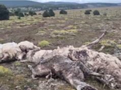 野狗在畜牧場殺了30隻美洲駝