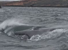 史上首次在丘布特發現藍鯨