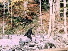 「這不是犀牛」:研究人員訪問了 130 名大腳怪獵人