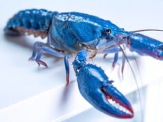 OpenClaw 的安全問題導致 Meta 和其他人工智慧公司限制其使用