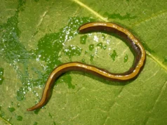 科學家發現寵物有助於傳播侵入性扁蟲