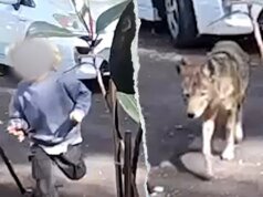 監視器畫面顯示,帕薩迪納一處住宅前院的一名幼兒被土狼追趕。