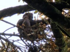 醉酒黑猩猩尿液檢查未通過,證實了這個有爭議的理論