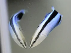 清潔瀨魚在令人驚嘆的鏡子實驗中展示了自我意識