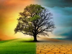 氣候變遷正在加速,但自然正在放緩