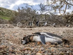 美洲獅回到巴塔哥尼亞,企鵝正在付出代價