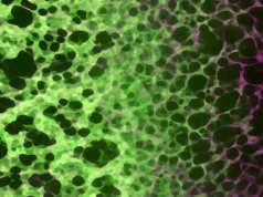 隱藏的細胞過程可能導致衰老和疾病