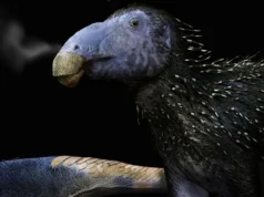 中國發現了一種距今1.25億年前的恐龍,它具有前所未見的空心指甲