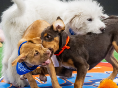 如何在沒有有線電視的情況下觀看 Puppy Bowl 2026:免費在線流媒體