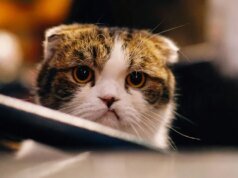 iOS 26.2.1 導致部分用戶崩潰、死機等問題