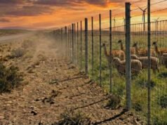 他們提出了一個宏偉的結構來防止原駝進入一個省