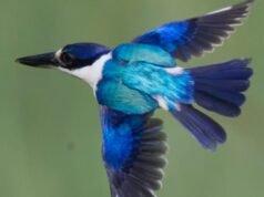 X 光以前所未有的細節揭示翠鳥羽毛結構